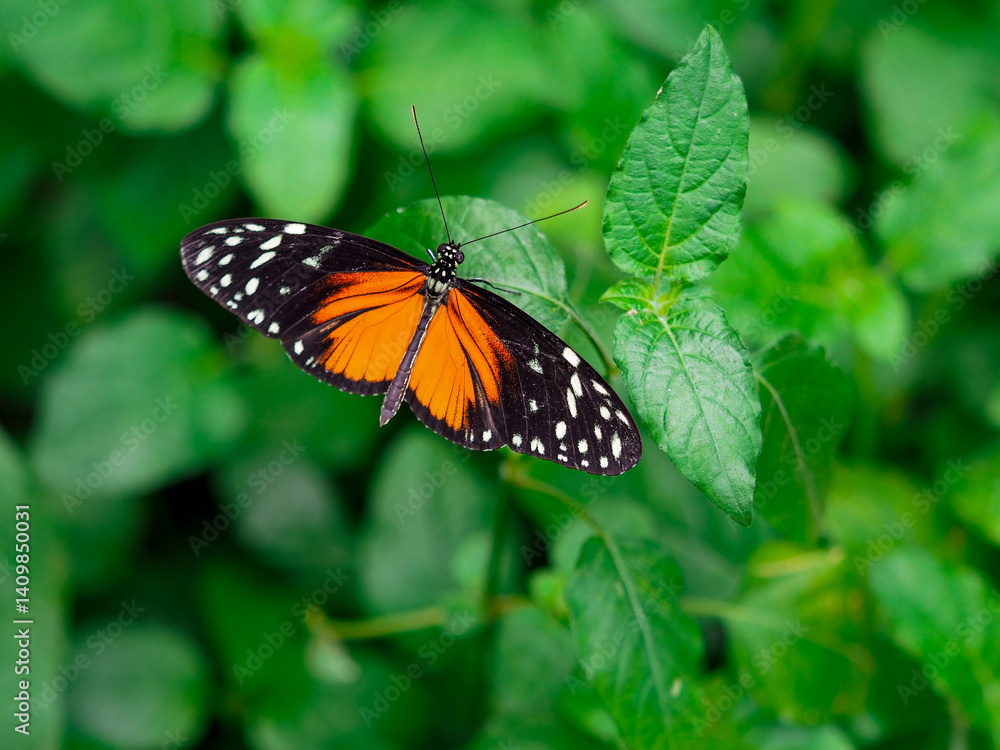 Obraz premium Tiger Mimic Butterfly on Green Leaves. A vibrant Tiger Mimic butterfly (Lycorea halia) with striking black wings, bright orange patches, and white spots rests on lush green leaves. 