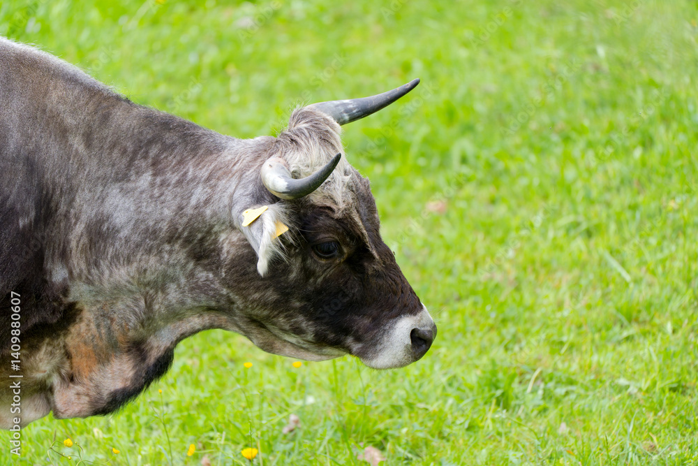 Headshot of cow of breed named Rätisches Grauvieh grazing on meadow at farm at Swiss City of Zürich on a cloudy spring day. Photo taken April 15th, 2025, Zurich Schwamendingen, Switzerland.