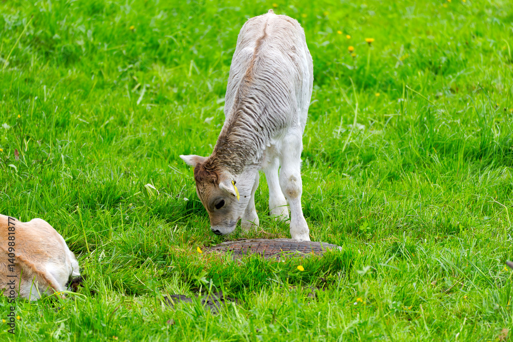 Obraz premium Cute white calf of breed named Rätisches Grauvieh grazing on meadow at farm at Swiss City of Zürich on a cloudy spring day. Photo taken April 15th, 2025, Zurich Schwamendingen, Switzerland.