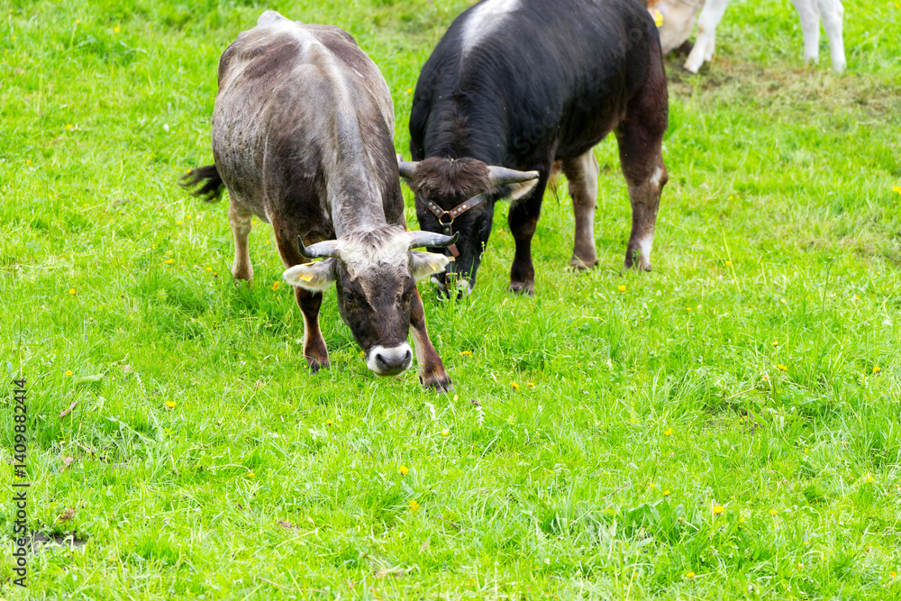 Cow of breed named Rätisches Grauvieh grazing on meadow at farm at Swiss City of Zürich on a cloudy spring day. Photo taken April 15th, 2025, Zurich Schwamendingen, Switzerland. Cow of breed named Rätisches Grauvieh grazing on meadow at farm at Swiss City of Zürich on a cloudy spring day. Photo taken April 15th, 2025, Zurich Schwamendingen, Switzerland.