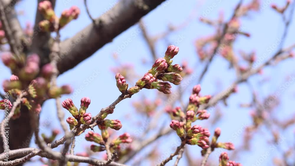 風に揺れる桜のつぼみ 風に揺れる桜のつぼみ