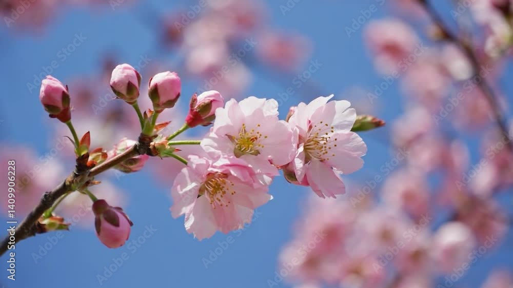 Spring cherry blossoms, branches against clear blue sky, ideal for nature, backgrounds Spring cherry blossoms, branches against clear blue sky, ideal for nature, backgrounds