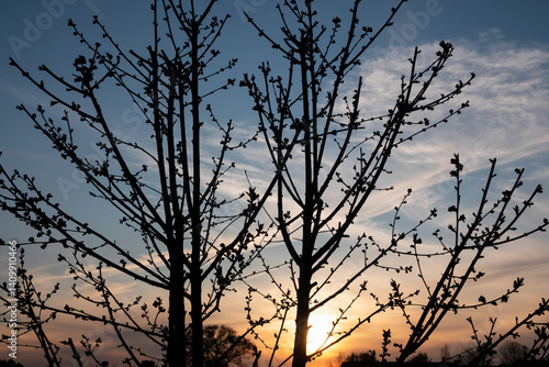 Frühjahr - erste Kirschblüten vor einem abendlichen Himmel