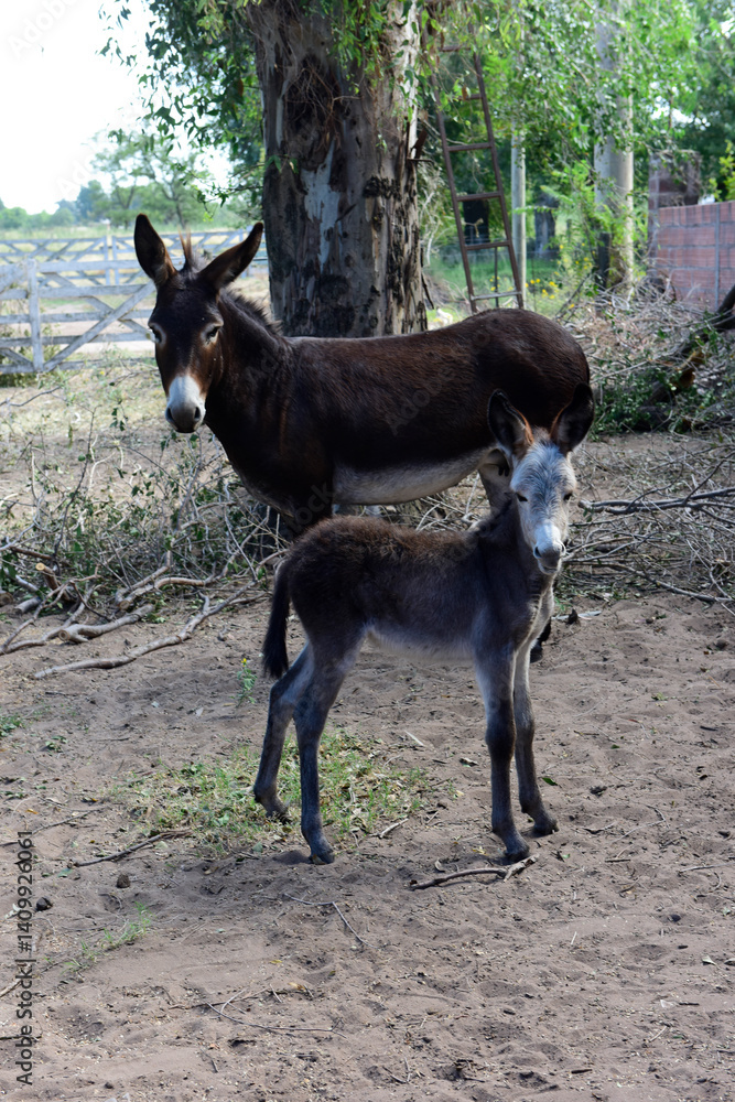 Donkey newborn baby in farm, Argentine Countryside