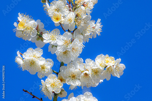 청계천 하동매실거리 백매