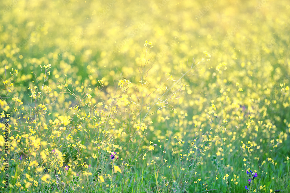Obraz premium Springtime in meadow - little yellow flower. Close-up of wildflowers on the meadow. Floral background