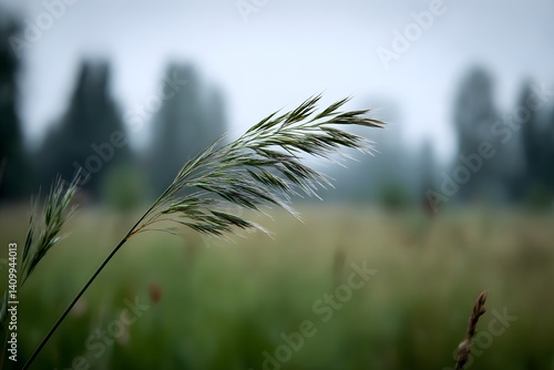 Single blade of grass bending in the wind blurred