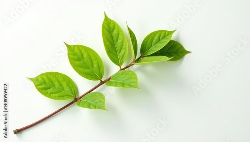 Single large branch with few leaves against a pure white backdrop, large branch, solitary, white background
