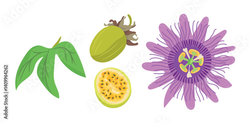 Passionflower, Maypop Vine, Passion Flower. Flat vector, clipart illustration isolated on white background.