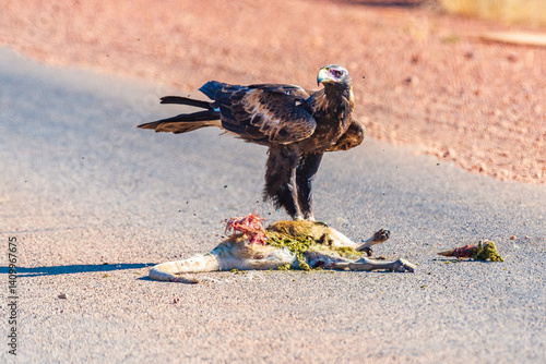 Wedge tailed eagle eating road kill on a remote rural road