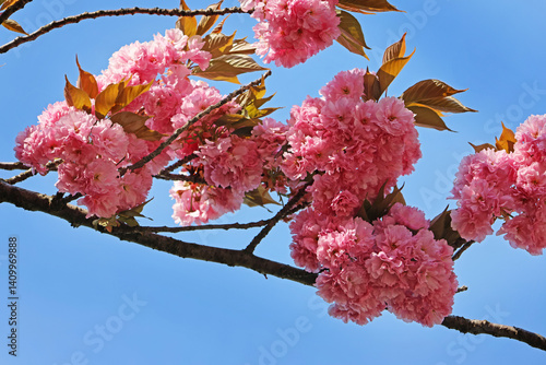 Pink sakura flowers against blue sky, blurred background