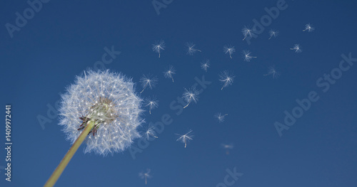 Dandelion close-up. Flying parachutes from dandelion on clear blue sky background