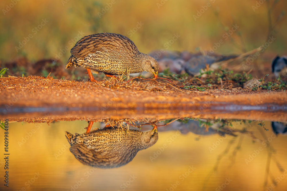 Natal francolin eating along waterhole with reflection in Greater Kruger National park, South Africa ; Specie Pternistis natalensis family of Phasianidae