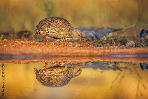 Obraz na płótnie Natal francolin eating along waterhole with reflection in Greater Kruger National park, South Africa ; Specie Pternistis natalensis family of Phasianidae w salonie