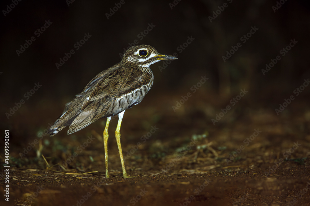 Water thick-knee in ground level in the night in Greater Kruger National park, South Africa ; Specie Burhinus vermiculatus family of Burhinidae