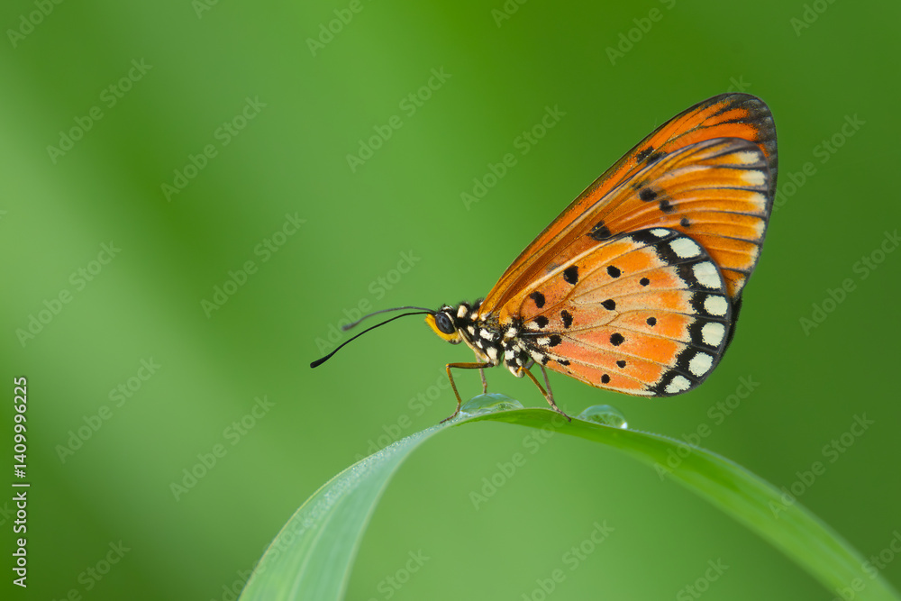 A Tawny Coster butterfly resting on a green blade of grass with morning dew, set against a soft green background. A Tawny Coster butterfly resting on a green blade of grass with morning dew, set against a soft green background.