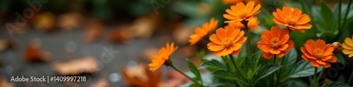 Vibrant orange flowers in a weathered flowerbed against autumn leaves, orange flowers, aged