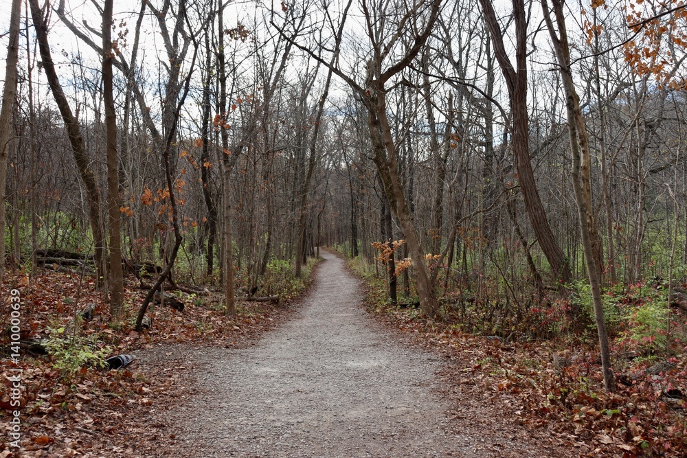 Obraz premium The long hiking trail in the forest on a fall day.