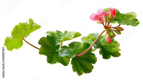 A vibrant geranium plant branch featuring bright pink blossoms and lush green leaves.