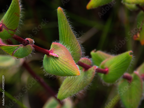 Pink rimmed and hairy Leucopogon leaves on a dark background