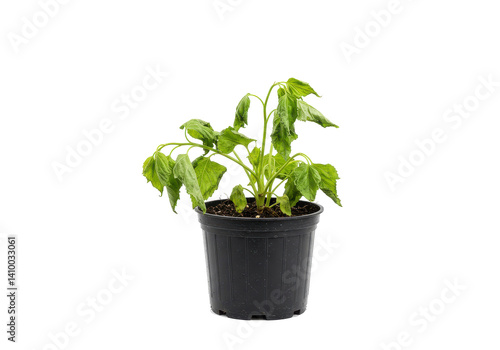 Wilting plant in pot isolated on white background