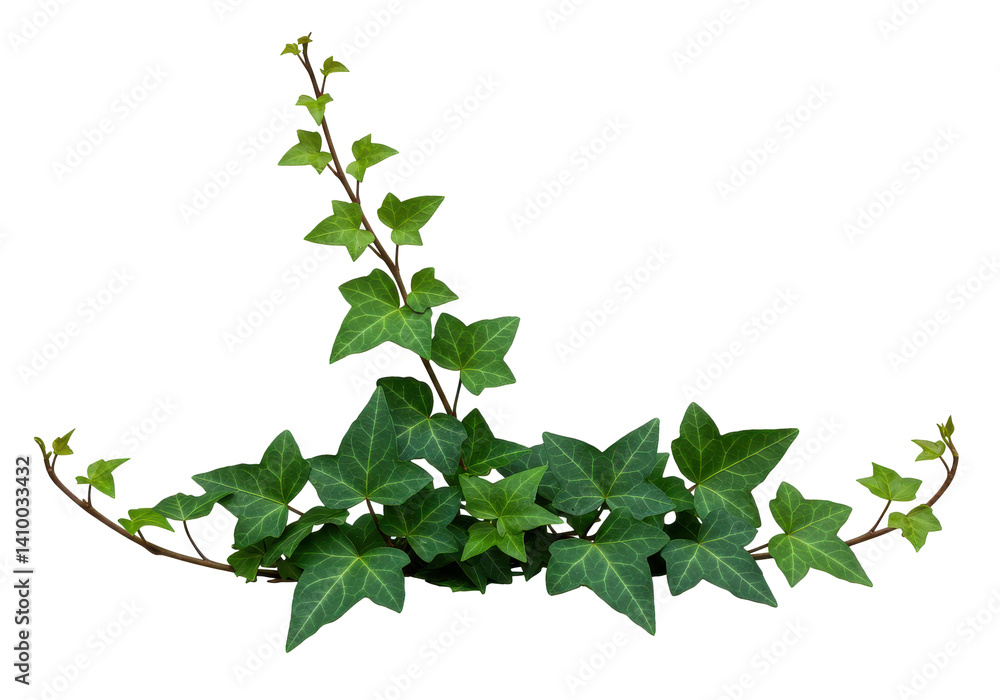 Lush green ivy sprigs isolated on white background Lush green ivy sprigs isolated on white background