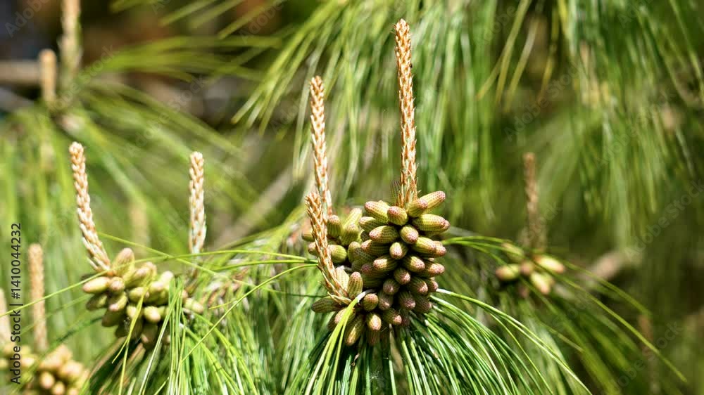 Group of male pine cones on blooming coniferous tree in forest. Close up Group of male pine cones on blooming coniferous tree in forest. Close up