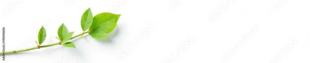 Obraz premium Single stem with small leaves isolated on white, stem, leaf