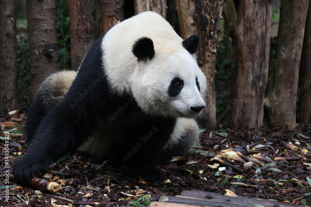 Fototapeta premium Sweet Fluffy Panda, He Ye , Chengdu, China
