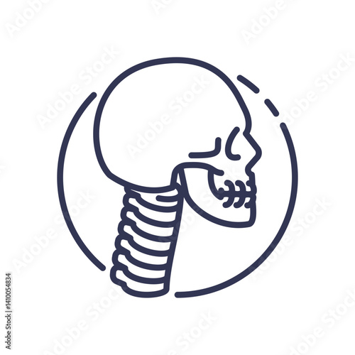 Illustration of a human skull and cervical spine, symbolizing anatomy and spinal health.