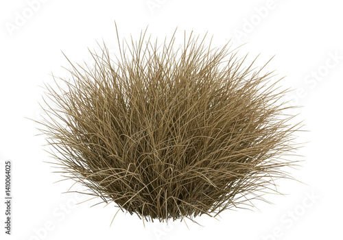 Fluffy, dry, beige grass tuft isolated on white background