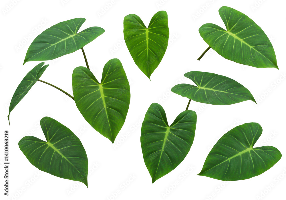 Heart-shaped leaves in a circular arrangement isolated on white background Heart-shaped leaves in a circular arrangement isolated on white background