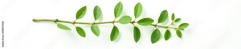 Naklejka premium Single stem isolated on white background with leaves and branch, detail, natural