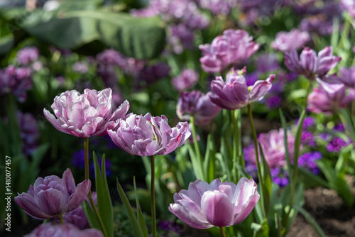purple and white tulips in the garden
