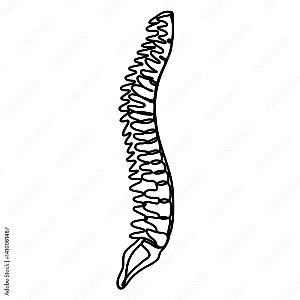Human spine continuous one line art drawing Human spine continuous one line art drawing