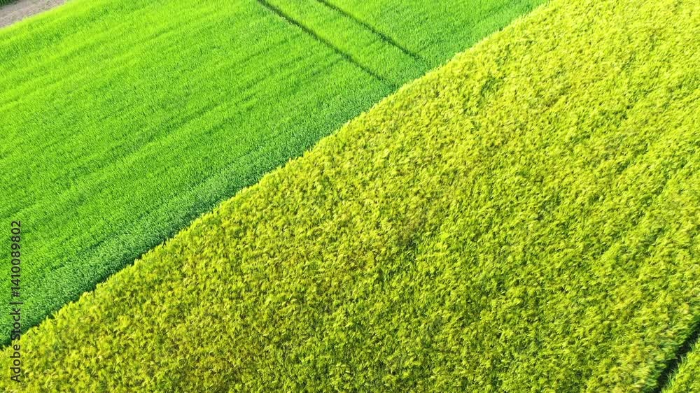 Emerald flax fields sit alongside golden wheat fields in Europe, France, Normandy, Seine Maritime, near Fecamp, in summer, on a sunny day. Emerald flax fields sit alongside golden wheat fields in Europe, France, Normandy, Seine Maritime, near Fecamp, in summer, on a sunny day.