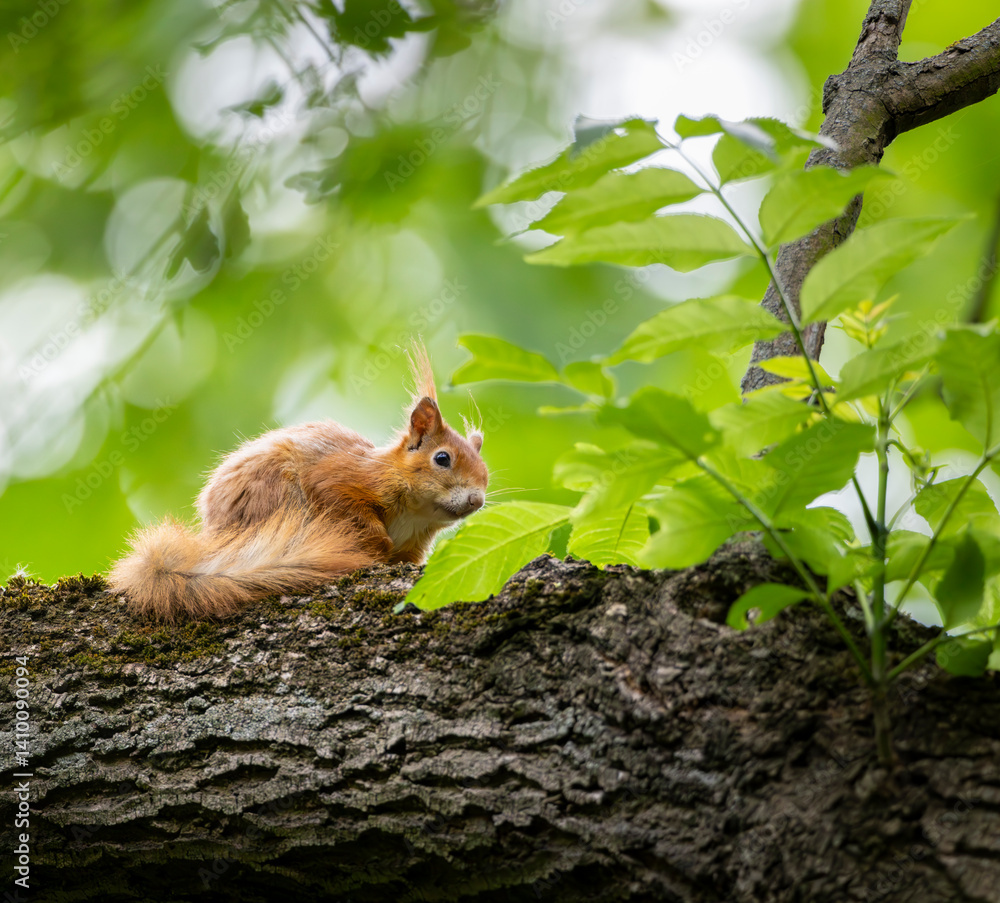red squirell on the branch