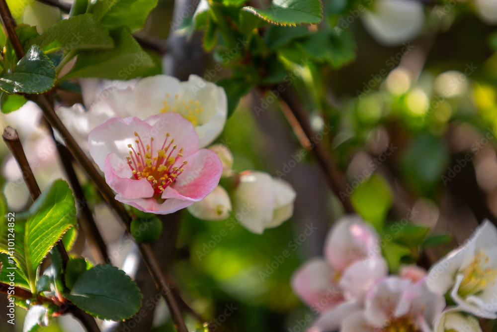 Obraz premium マボケの花