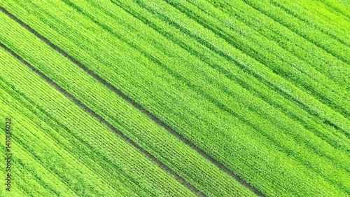 The flax fields form a green setting in Europe, in France, in Normandy, in Seine Maritime, near Fecamp, in summer, on a sunny day. 
