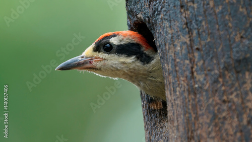 Carpintero Centroamericano, carpintero cara negra, Black-cheeked Woodpecker, Melanerpes pucherani