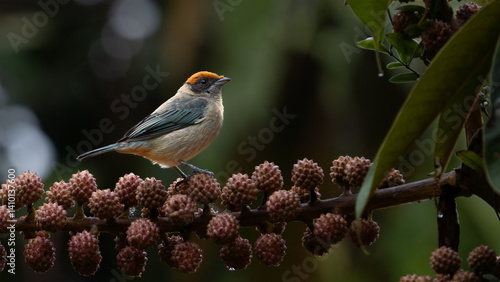 tangara matorralera, tángara rastrojera, tángara de los matorrales, Stilpnia vitriolina, Scrub Tanager, Aves de Colombia