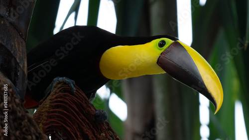 Tucan, tucán de pecho amarillo, Tucan Pechigualdo, Ramphastos ambiguus, Chestnut-mandibled Toucan, Yellow-throated Toucan, Black-mandibled Toucan