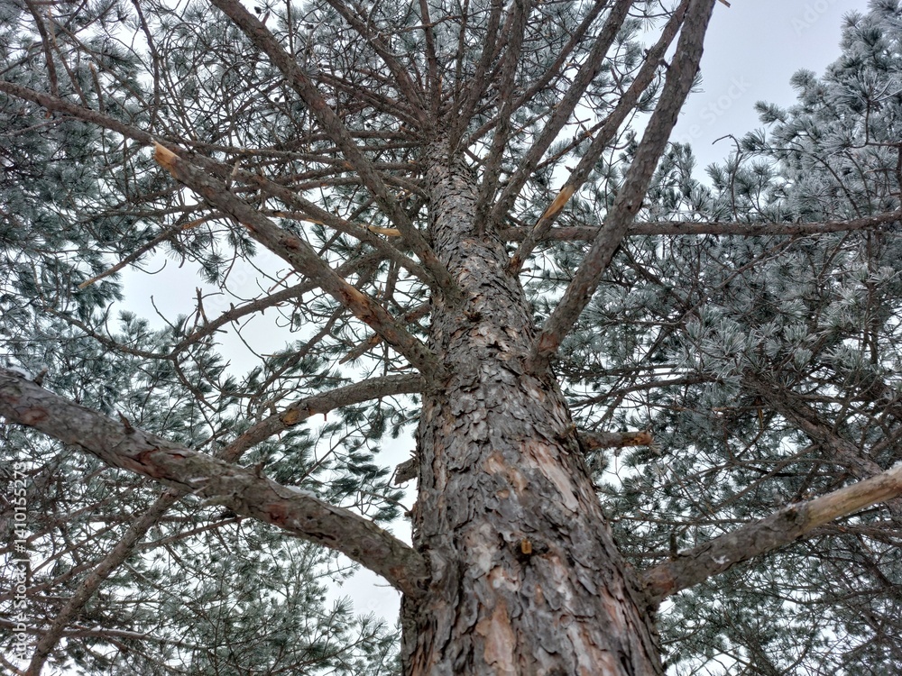 Fototapeta premium Snowy Pine Forest. A serene winter scene unfolds with a cluster of pine trees covered in a delicate layer of frost. The trees stand tall against a muted gray sky.
