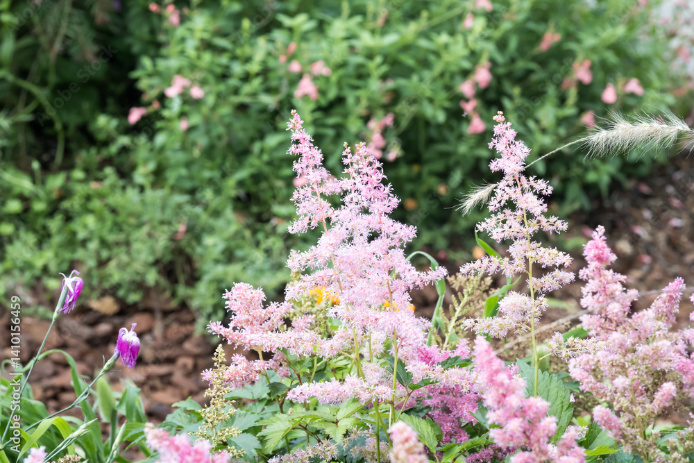Obraz premium Beautiful false goat's beard (Astilbe) flowers.
