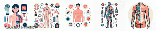 A collection of vector illustrations of the human body and its various organs and body systems, depicting human anatomy and biological functions in a visual and informative way.