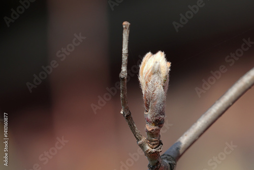 Aphids on a young opening rowan bud