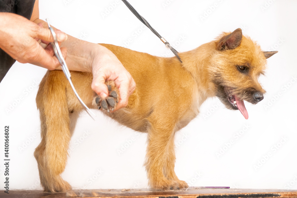 groomer combing wool of spitz in salon, grooming master cuts and shaves, cares for a dog in professional salon for pets. clipping claws High quality photo