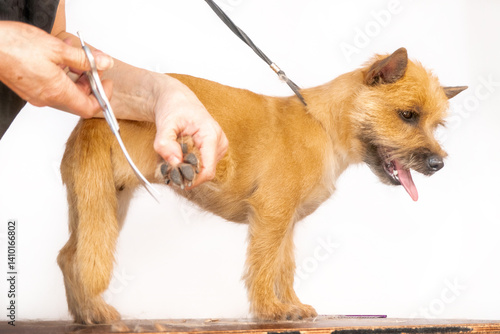 Obraz na płótnie groomer combing wool of spitz in salon, grooming master cuts and shaves, cares for a dog in professional salon for pets. clipping claws High quality photo w salonie