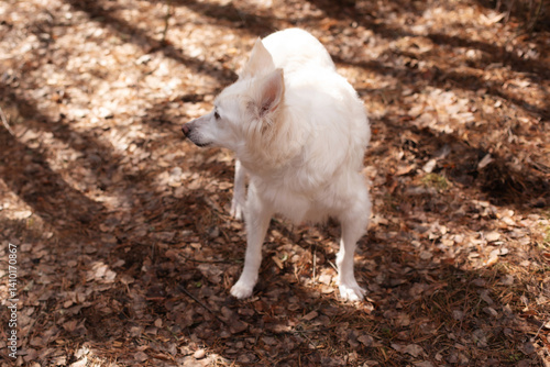 A white fluffy dog standing on a forest path covered with fallen leaves. The dog is looking to the side, with a calm expression, surrounded by trees and dappled sunlight.