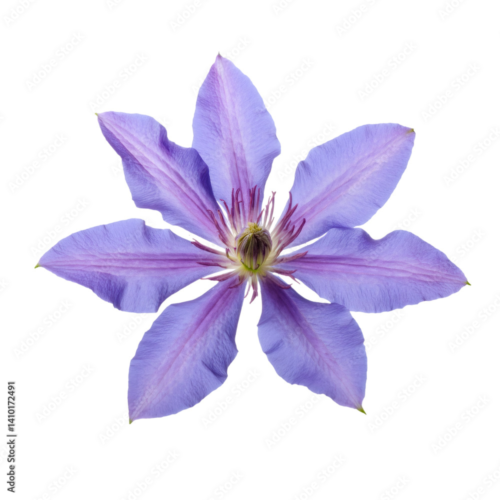 Purple clematis flower blooming on a transparent background, perfect for design projects Purple clematis flower blooming on a transparent background, perfect for design projects